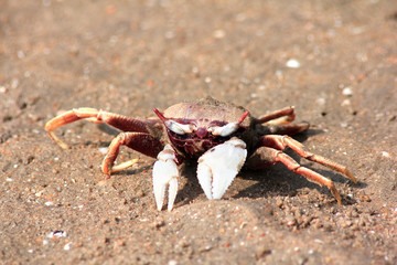 Crab on sand