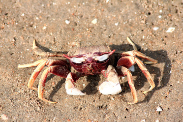Crab on sand