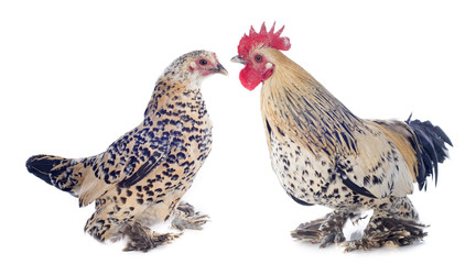 bantam rooster and chicken