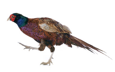 Fototapeta premium Male European Common Pheasant
