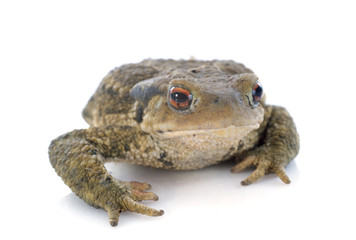 brown toad