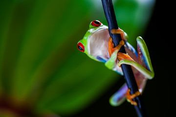 Concept naturel avec une belle grenouille dans la jungle