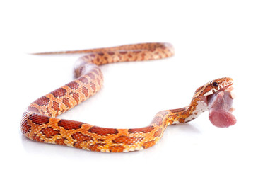 eating corn snake