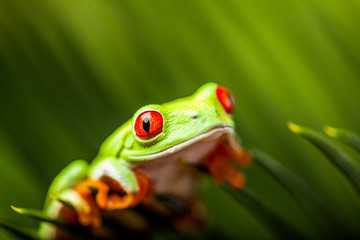 Fototapeta premium Wonderful exotic frog, tropical theme