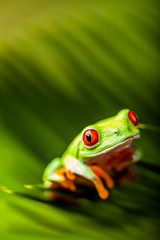 Wonderful exotic frog, tropical theme
