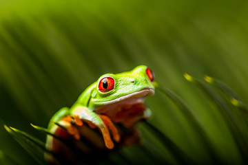 Wonderful exotic frog, tropical theme