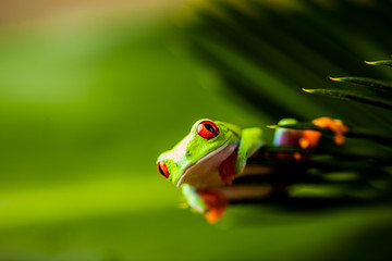 Beautiful colorful frog in the jungle