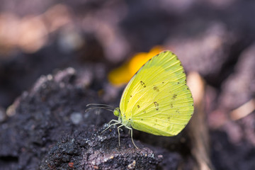 Grass yellow butterfly