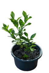 Citrus Plant