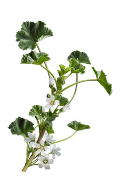 Malva Neglecta Wildflower