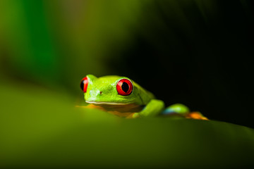 Fototapeta premium Frog on a leaf in the jungle