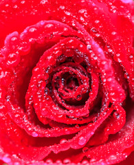 deep red rose frower background with water drops, shallow