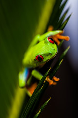 Exotic frog in tropical forest