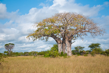 huge baobab in tanzania - national park saadani