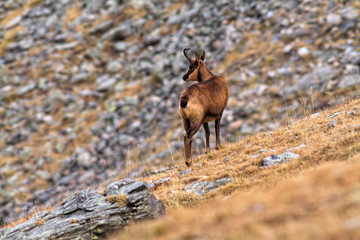 Chamois