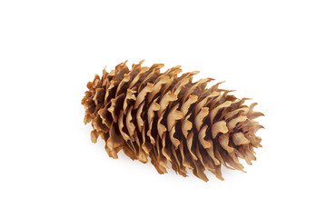 Naklejka na ściany i meble pine cone