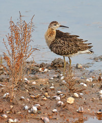 beccaccino nella palude