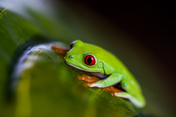 Saturated theme of tropical colorful frog