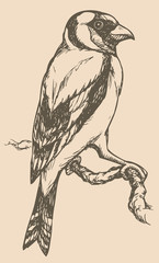 Vector drawing of a series of sketches 