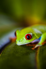Frog in the jungle, vivid colors