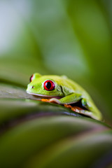 Frog in the jungle, vivid colors