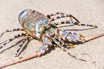 spiny lobster in the sand on the beach of the indian ocean
