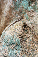 Lizard on the smooth stones of the Seychelles