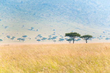savannah trees - umbrella acacias in the masai mara - 59369053