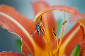 parasitic wasp collecting nectar on an orange daylily