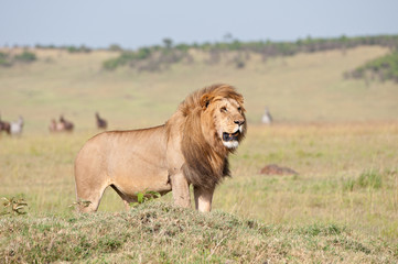 male lion in the savannah looking for prey