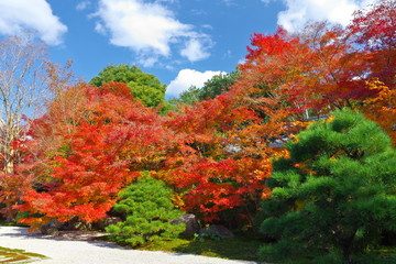 Naklejka premium 日本の秋の庭園