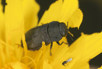 Anthaxia, buprestidae beetle on flower, extreme close-up