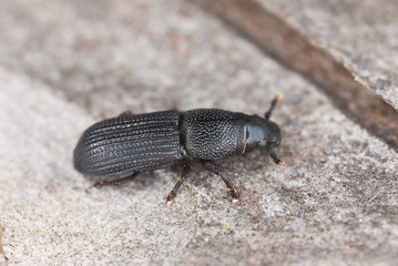 Rhyncolus sculpturatus on wood, extreme close-up
