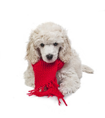 Small white poodle with a red Scarf