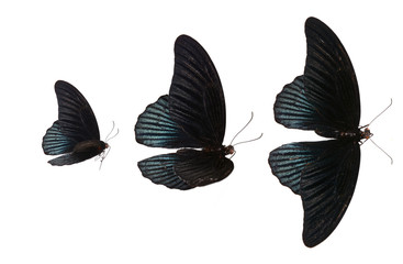 Fototapeta premium tree black butterfly