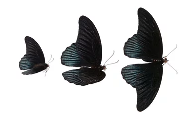Crédence de cuisine en verre imprimé Papillon tree black butterfly