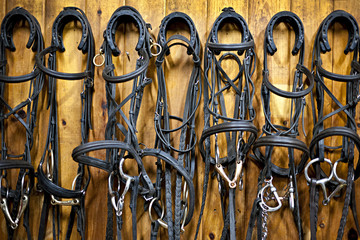 Horse bridles hanging in stable - obrazy, fototapety, plakaty