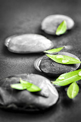 Stones with green leaves and water drops