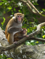 Naklejka na ściany i meble The monkey mother and son