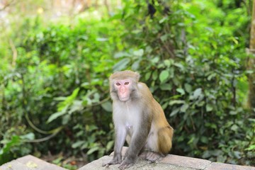 Obraz premium A monkey is sitting on the edge of the trail