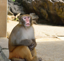 A Monkey is Yawning