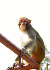 The Monkey is Staring at You