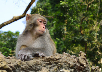 A monkey is sitting on the rocks, staring at visitors.