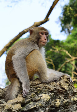 A monkey is sitting on the rocks, staring at visitors.