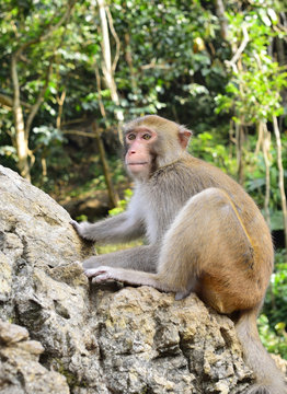 A monkey climbing on the stone