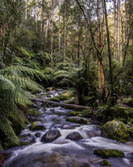 Toorongo Falls Reserve