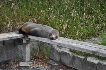 気持ちよさそうに眠るオットセイ