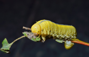 Larva of sawfly 9