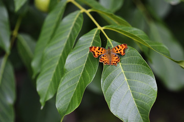 Fototapeta na wymiar Butterfly on a green leaf