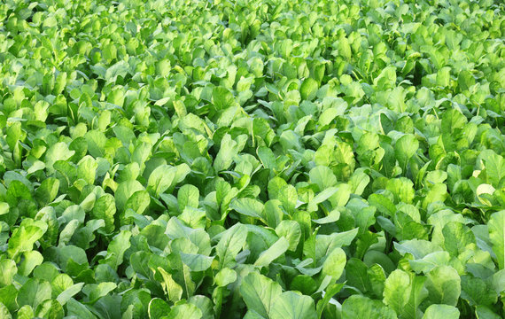 Spinach Field